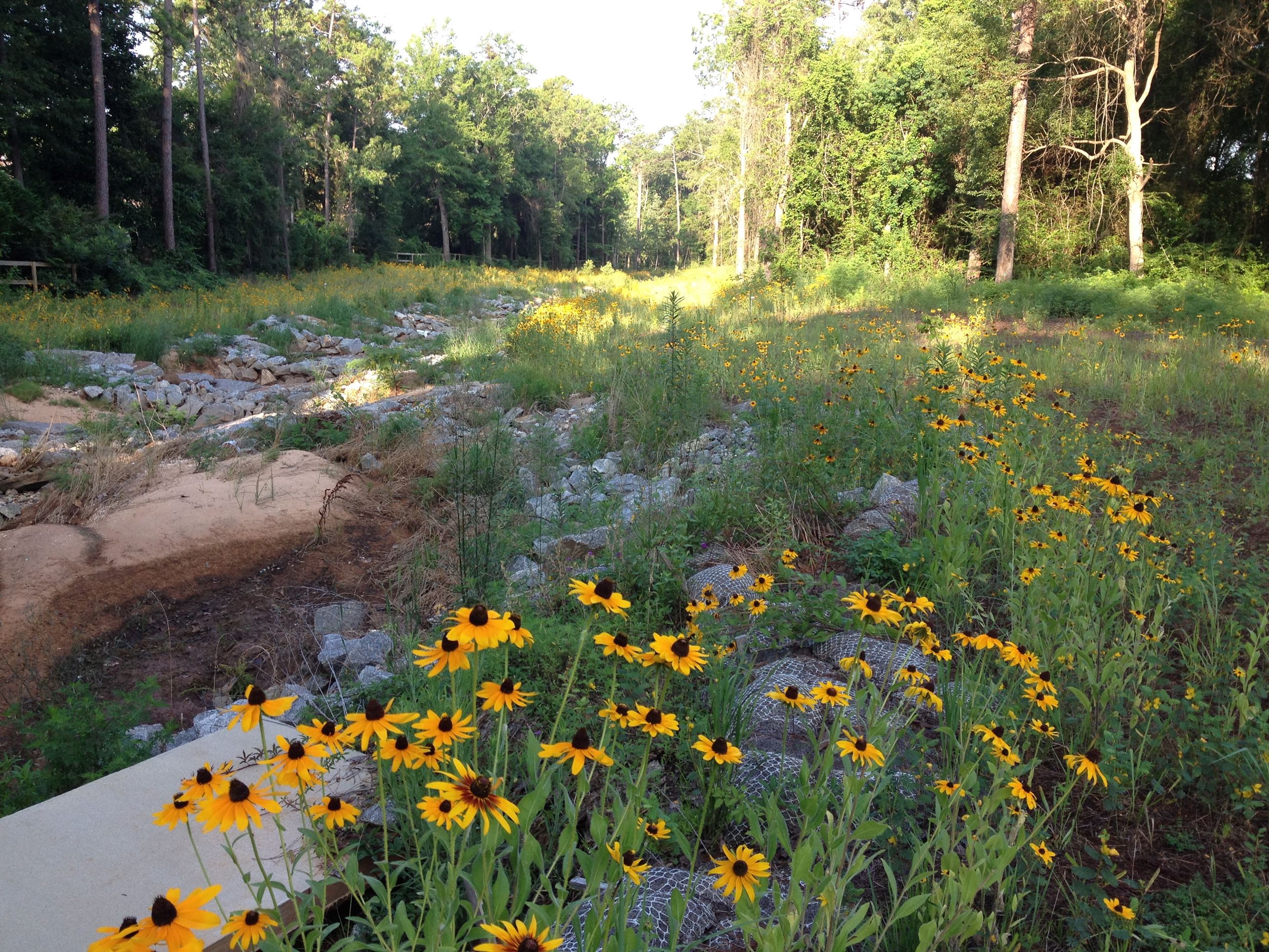 201469 DOlive Creek Joes Branch2