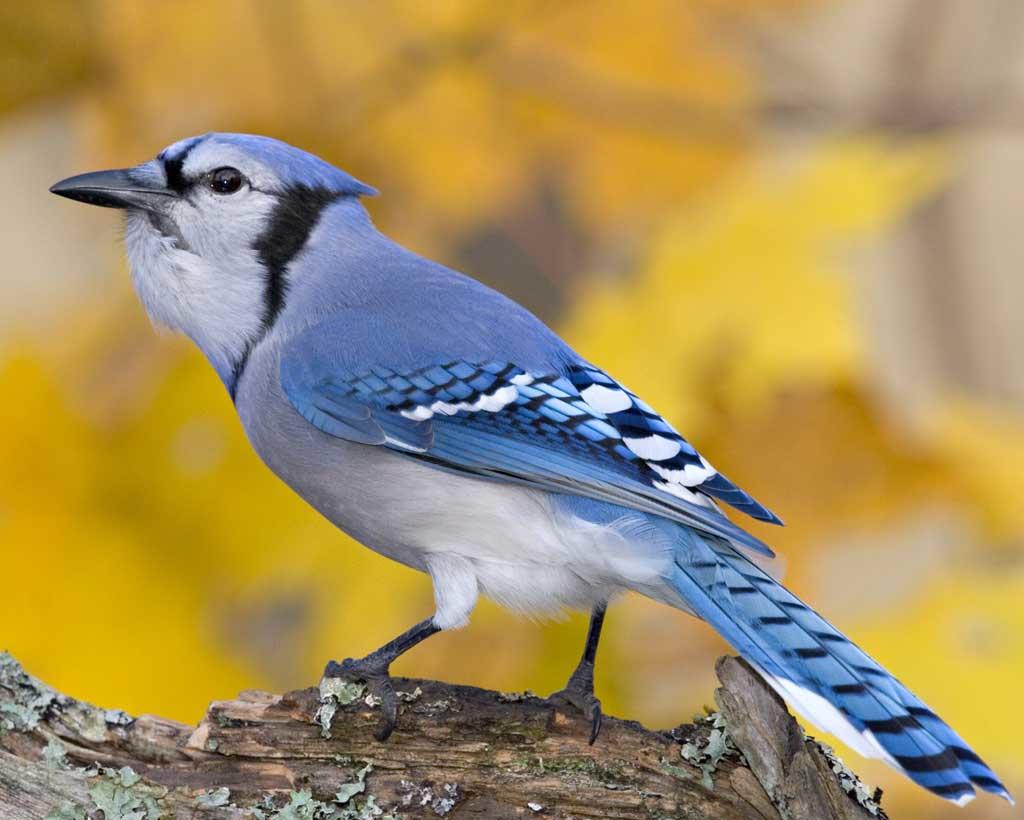 bluejay